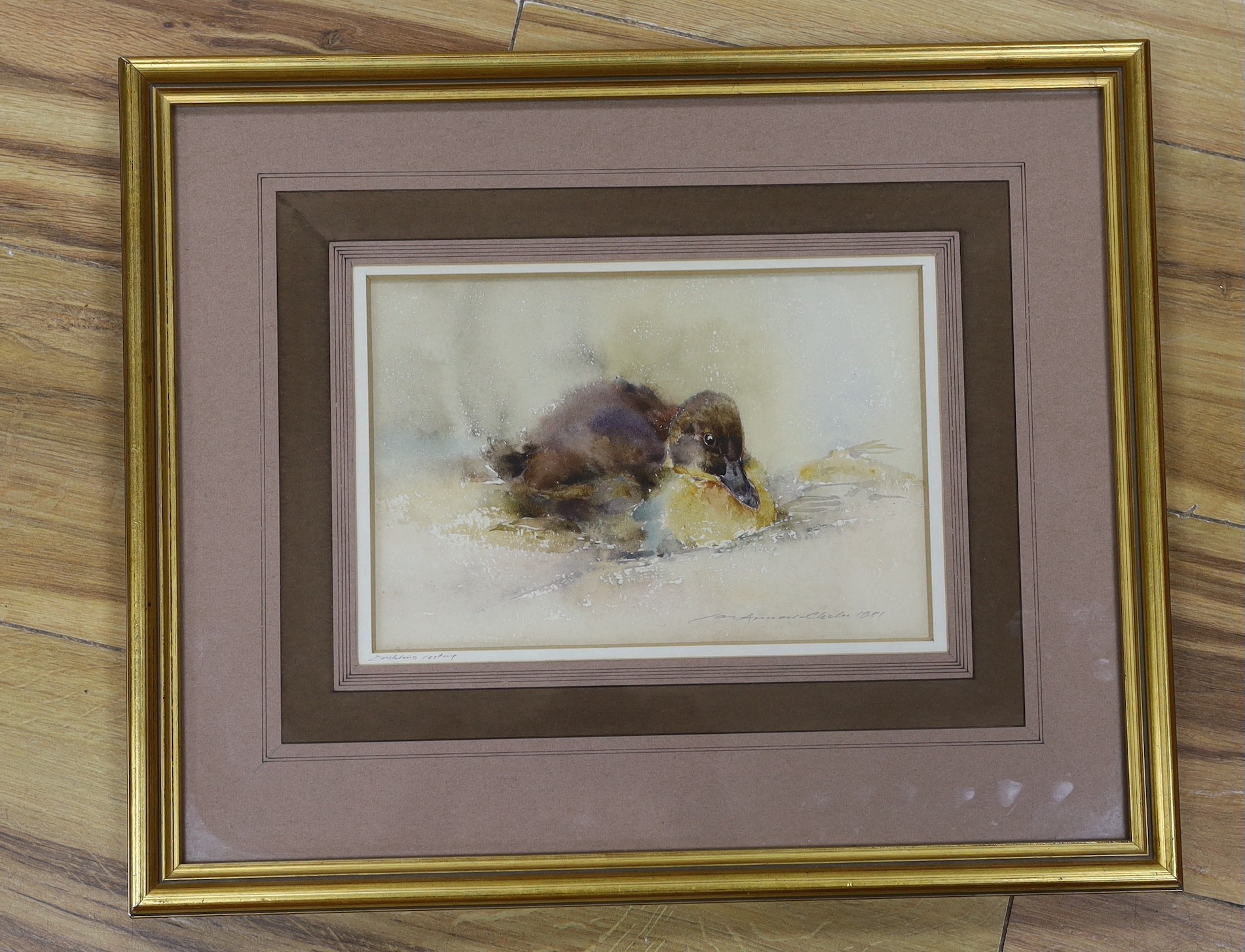 Ian Armour-Chelu (1928-2000), watercolour, Duck resting, signed and dated 1981, 15 x 23cm